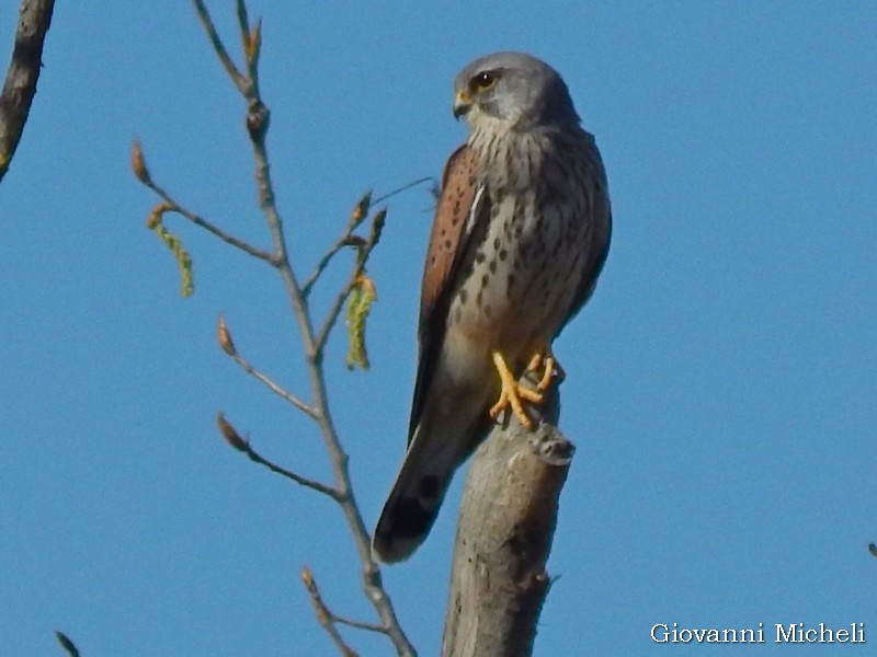 Gheppio (Falco tinnunculus), maschio